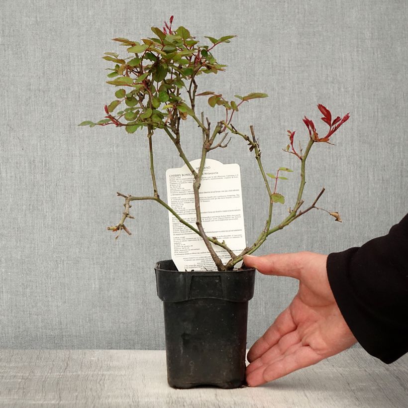 Exemplaar van Rosa Cherry Bonica - Trosroos Pot van 10 cm/11 cm zoals geleverd in de lente