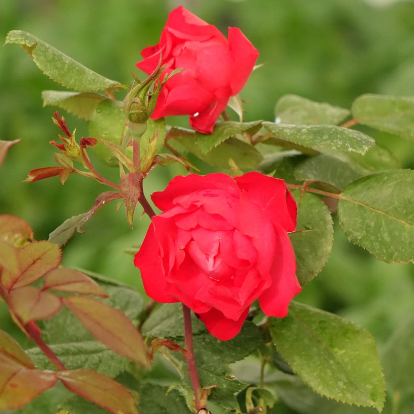 Rosa Cherry Bonica - Trosroos (Bloei)