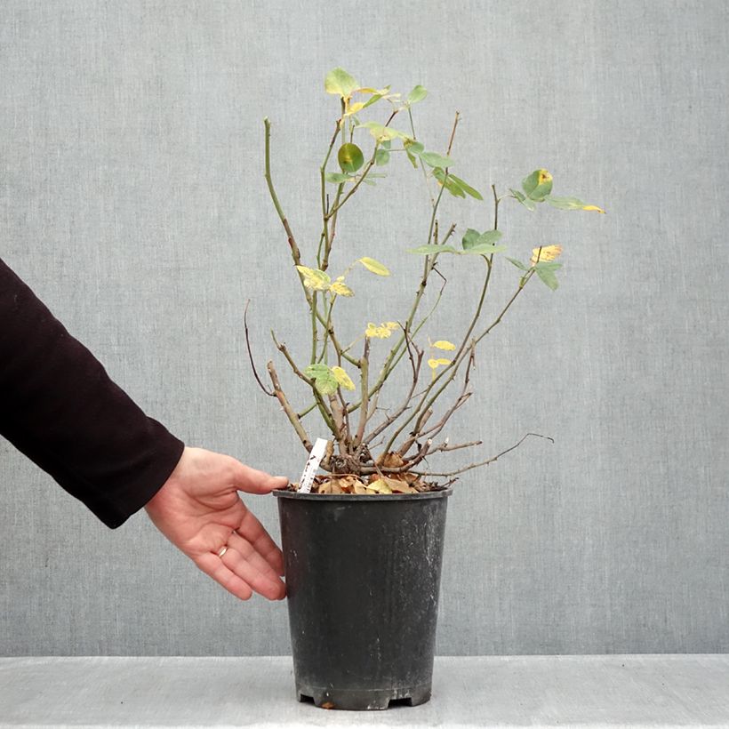 Exemplaar van Rosa Cherry Bonica - Trosroos Pot van 4 l/5 l zoals geleverd in de herfst
