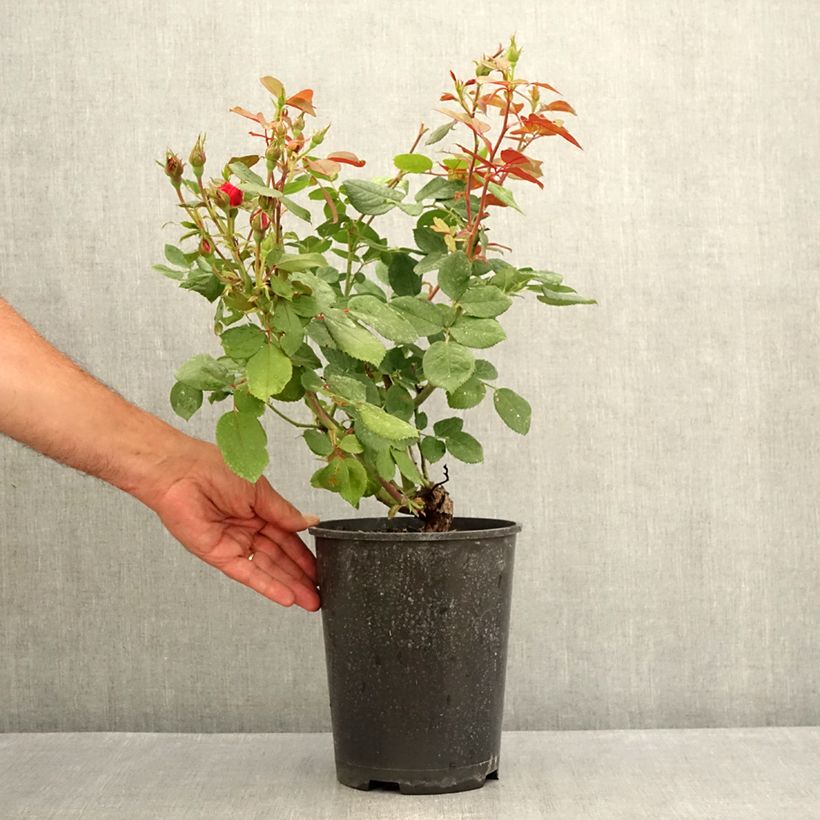 Exemplaar van Rosa Cherry Bonica - Trosroos Pot van 4 l/5 l zoals geleverd in de zomer