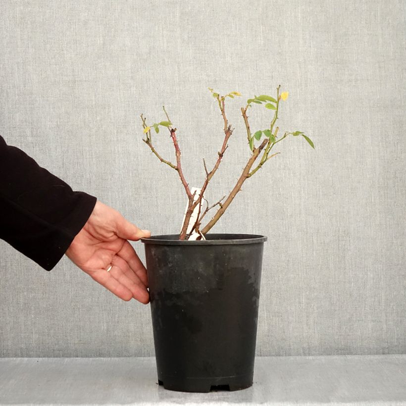 Exemplaar van Rosa Comtesse André d'Oultremont - Muskusroos Pot van 4 l/5 l zoals geleverd in de herfst