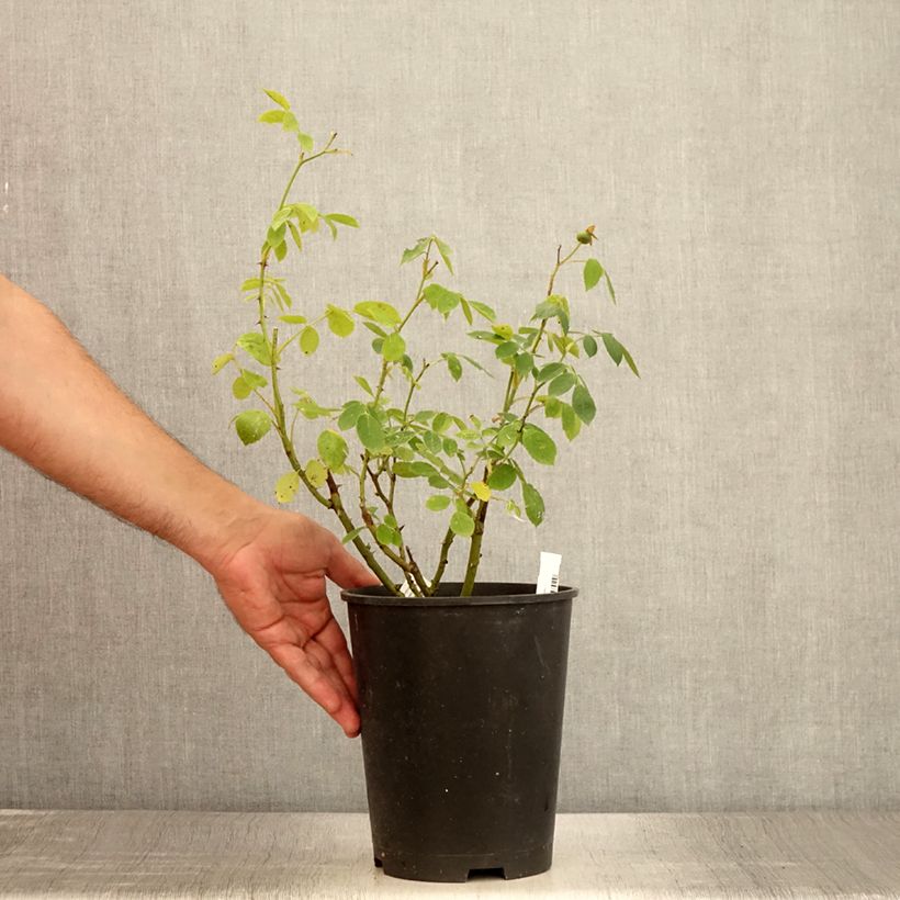 Exemplaar van Rosa Comtesse André d'Oultremont - Muskusroos Pot van 4 l/5 l zoals geleverd in de zomer