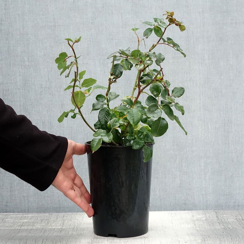 Exemplaar van Rosa Coral Lions-Rose - Trosroos Pot van 3 l/4 l zoals geleverd in de herfst