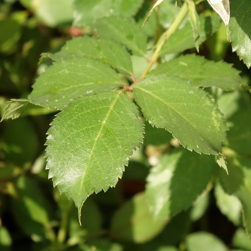 Rosa Crème Chantilly - Trosroos (Blad)