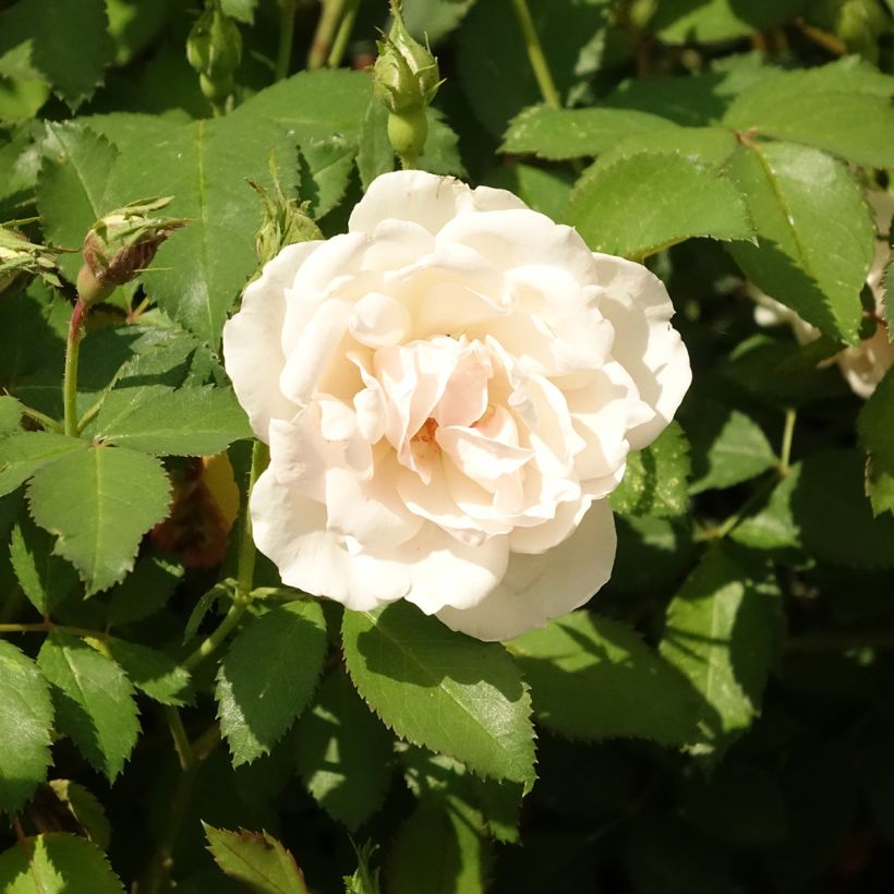 Rosa Crème Chantilly - Trosroos (Bloei)
