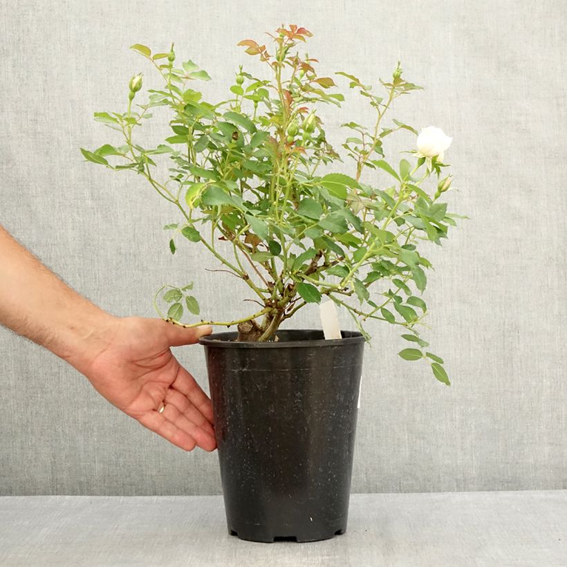 Exemplaar van Rosa Crème Chantilly - Trosroos Pot van 4 l/5 l zoals geleverd in de zomer