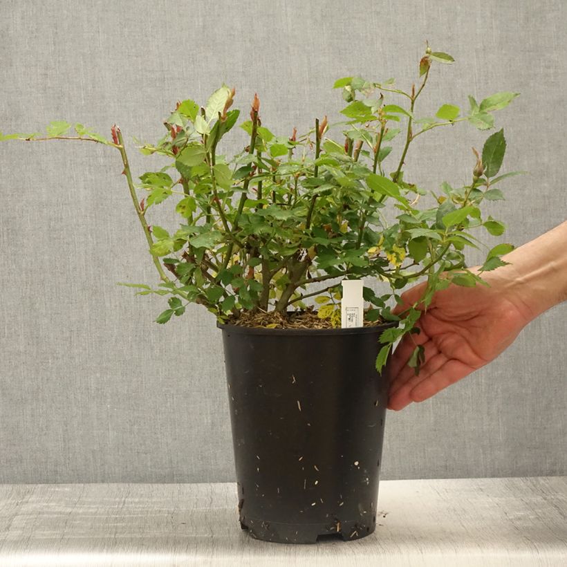 Example of Rosa Crème Chantilly - Trosroos Pot van 4 l/5 l as you get in printemps