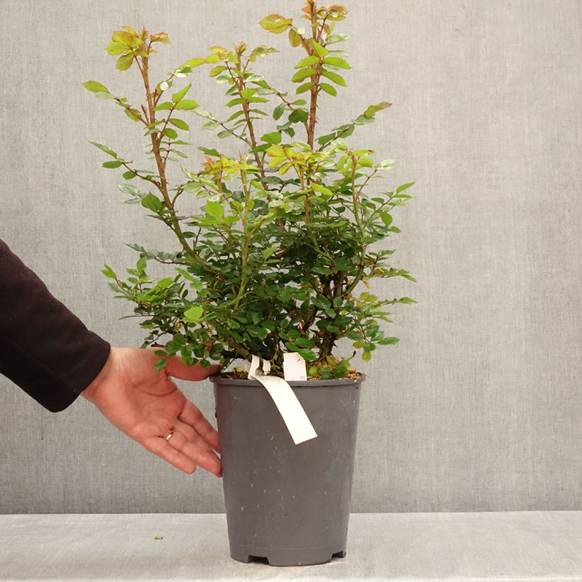 Exemplaar van Rosa Don Pacello - Trosroos Pot van 4 l/5 l zoals geleverd in de lente