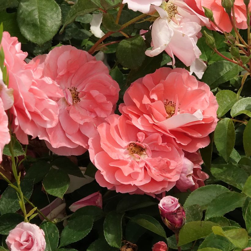 Rosa Favorite - Trosroos (Bloei)