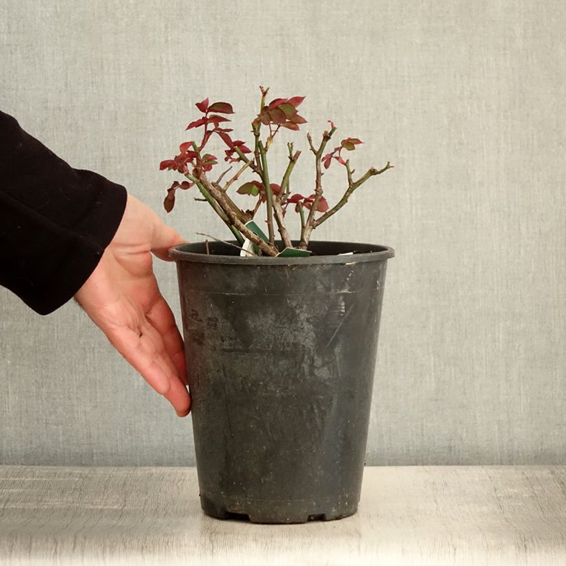 Exemplaar van Rosa Favorite - Trosroos Pot van 4 l/5 l zoals geleverd in de winter