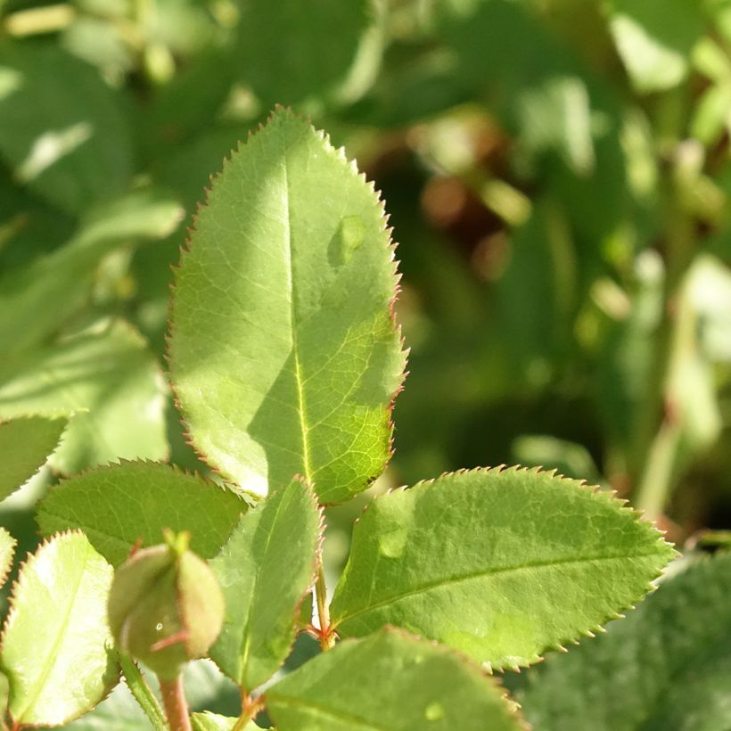 Rosa Fizzy Lady - Trosroos (Blad)