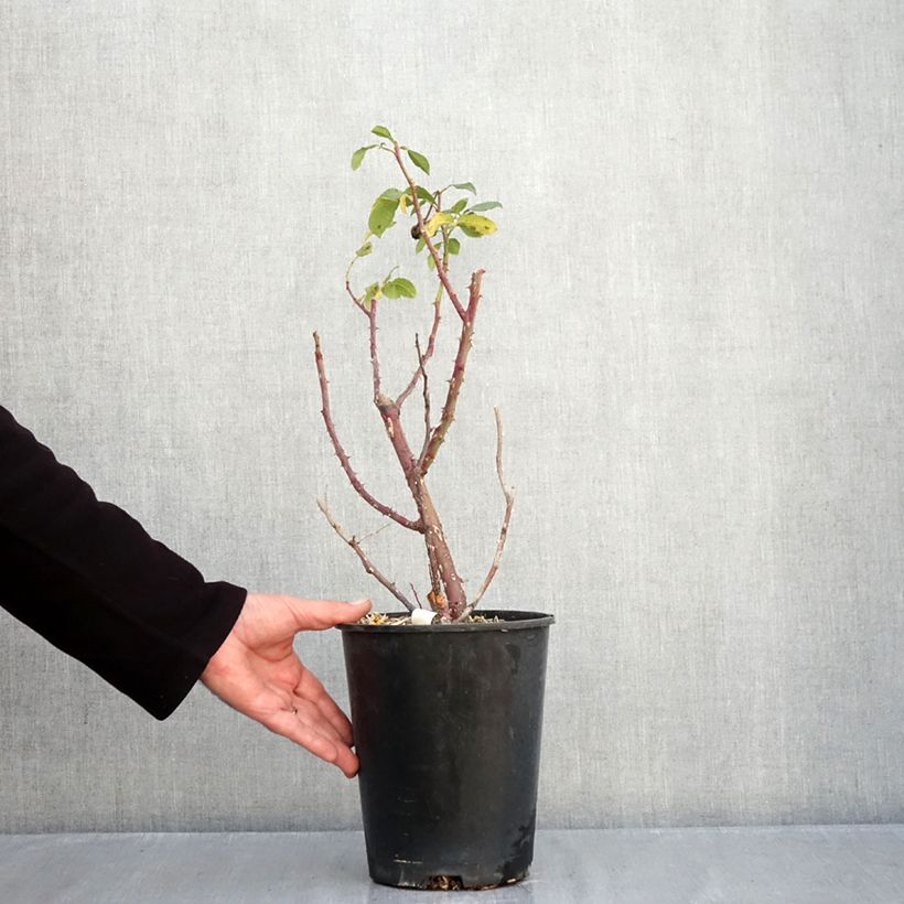 Exemplaar van Rosa Fizzy Lady - Trosroos Pot van 4 l/5 l zoals geleverd in de herfst