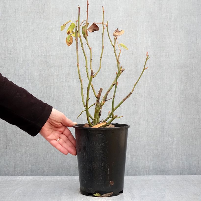 Exemplaar van Rosa Flame Origami - Trosroos Pot van 4 l/5 l zoals geleverd in de winter