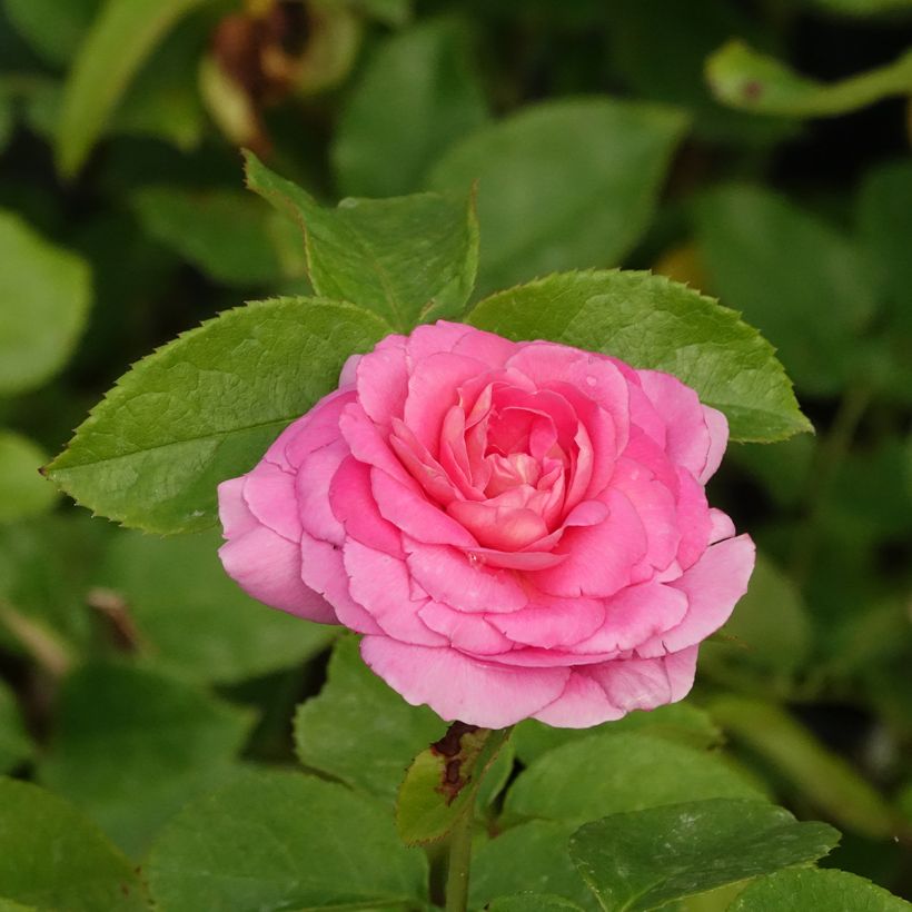 Rosa Folle Courtisane - Trosroos (Bloei)