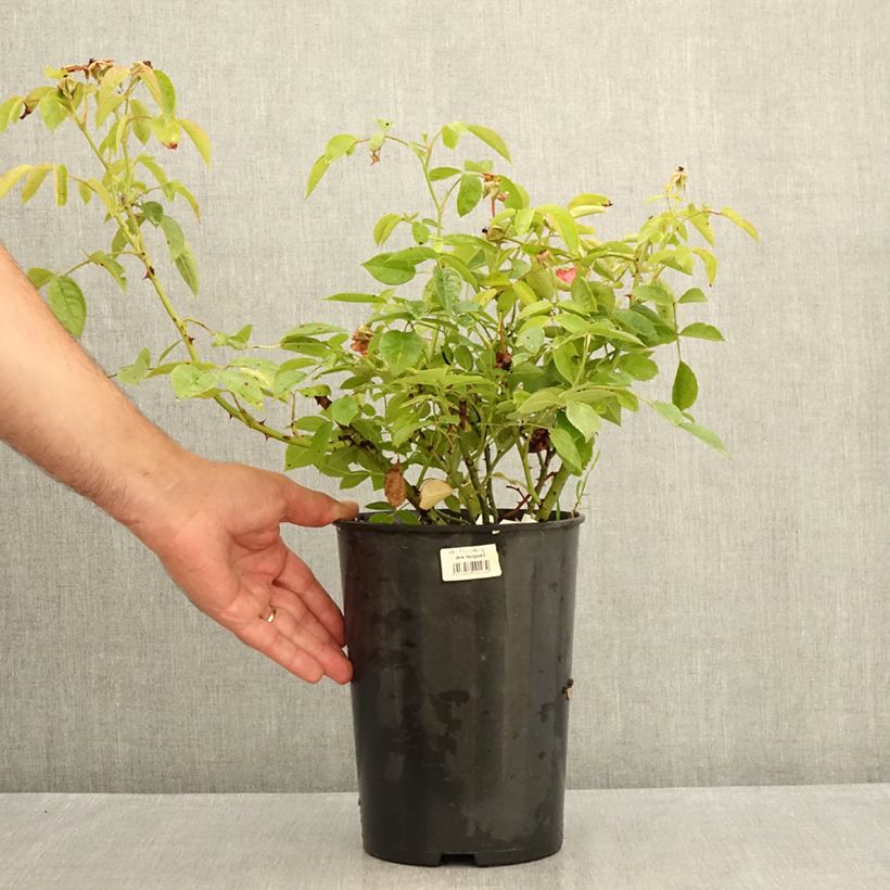 Exemplaar van Rosa Folle Framboise - Trosroos Pot van 4 l/5 l zoals geleverd in de zomer