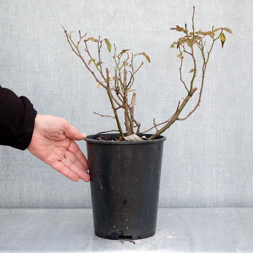 Example of Rosa Folle Framboise - Trosroos Pot van 4 l/5 l as you get in hiver