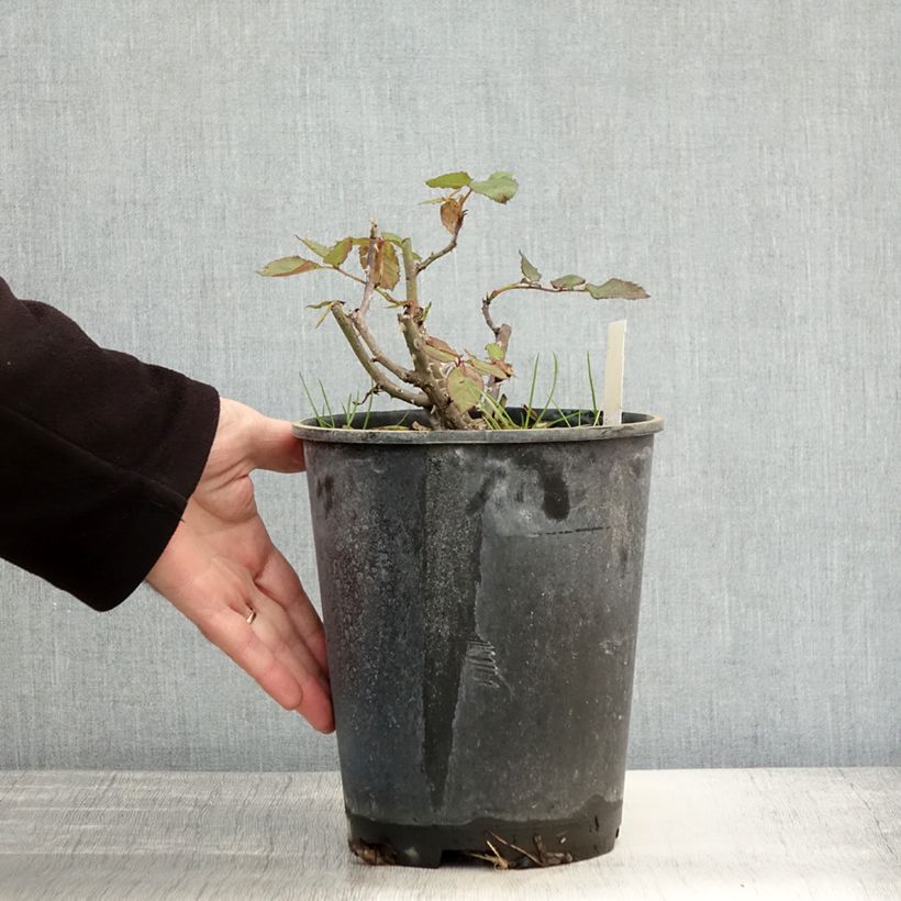 Exemplaar van Rosa Friesia - Trosroos Pot van 2 l/3 l zoals geleverd in de herfst