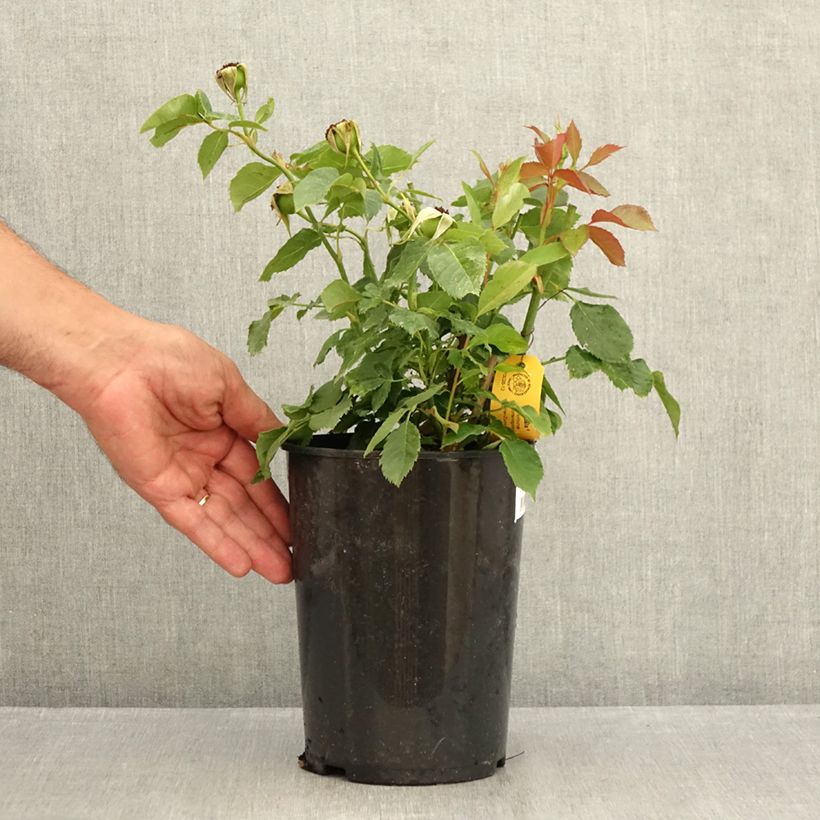 Exemplaar van Rosa Friesia - Trosroos Pot van 2 l/3 l zoals geleverd in de zomer