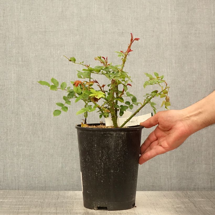 Example of Rosa Garance - Trosroos Pot van 4 l/5 l as you get in printemps