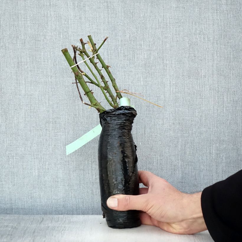 Example of Rosa Garden of Roses - Trosroos In kluit as you get in hiver