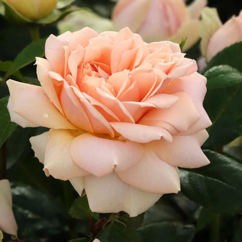 Rosa Garden of Roses - Trosroos (Bloei)