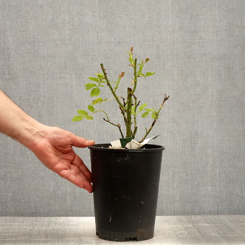 Exemplaar van Rosa Greensleeves - Trosroos Pot van 4 l/5 l zoals geleverd in de lente