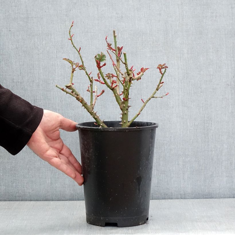 Exemplaar van Rosa Hedge Charmers - Trosroos Pot van 4 l/5 l zoals geleverd in de winter