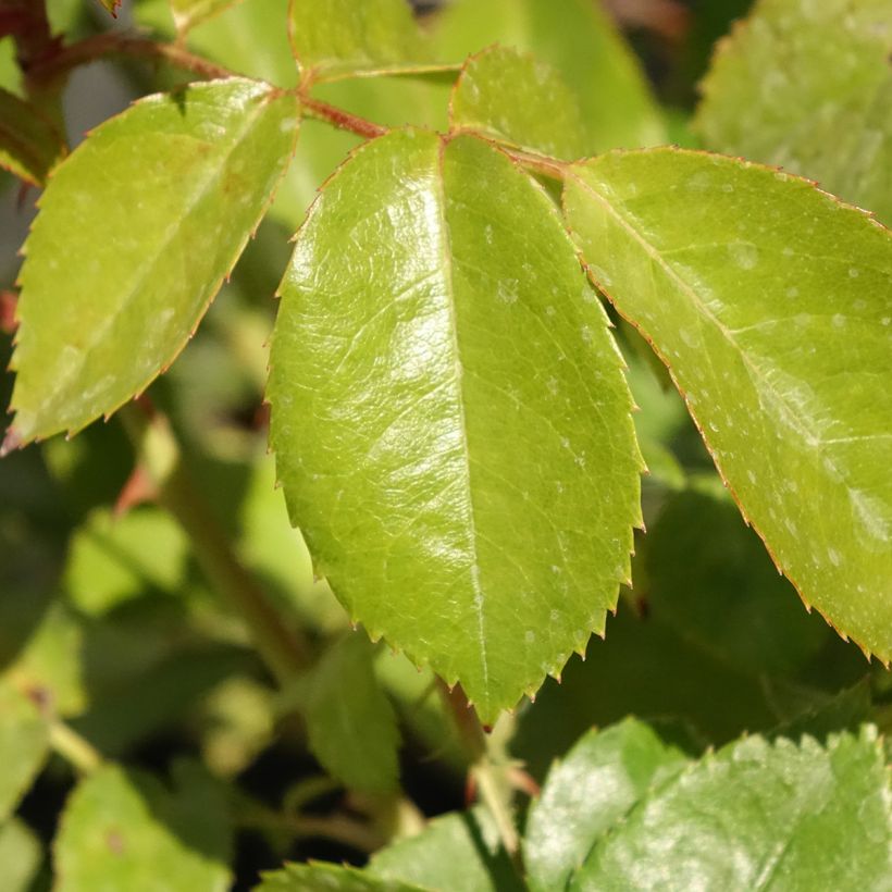 Rosa Hot Cocoa - Trosroos (Blad)