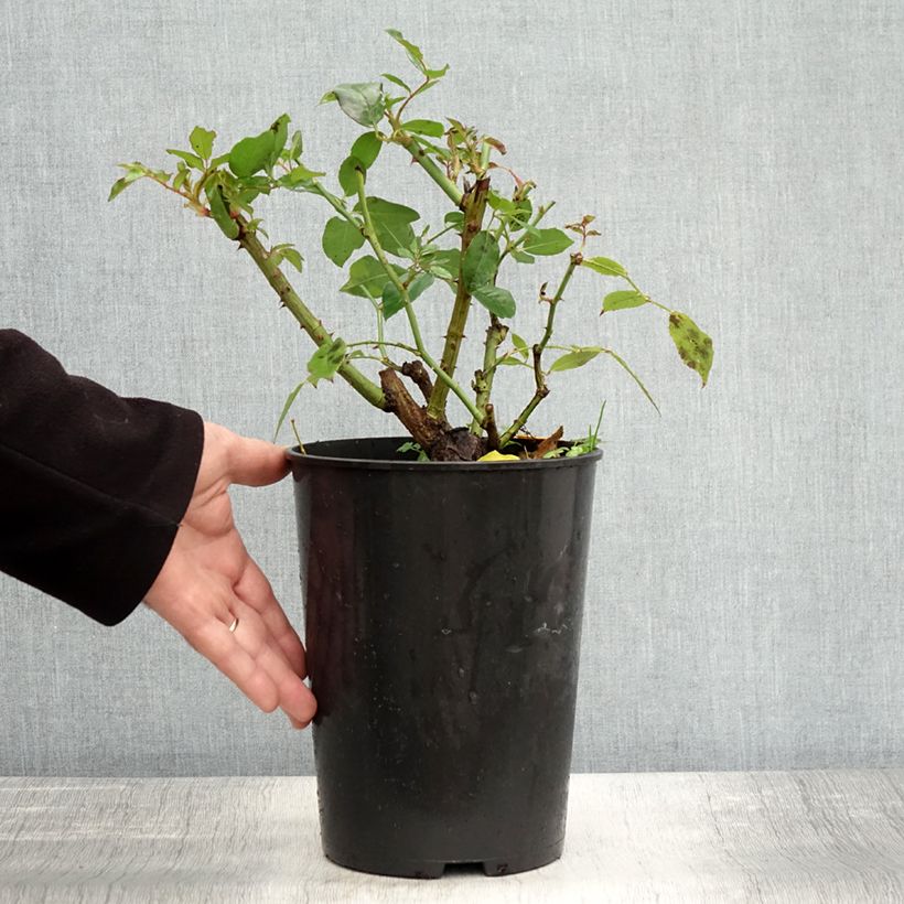 Exemplaar van Rosier à fleurs groupées Iceberg (Fée des neiges) Pot de 4L/5L zoals geleverd in de herfst