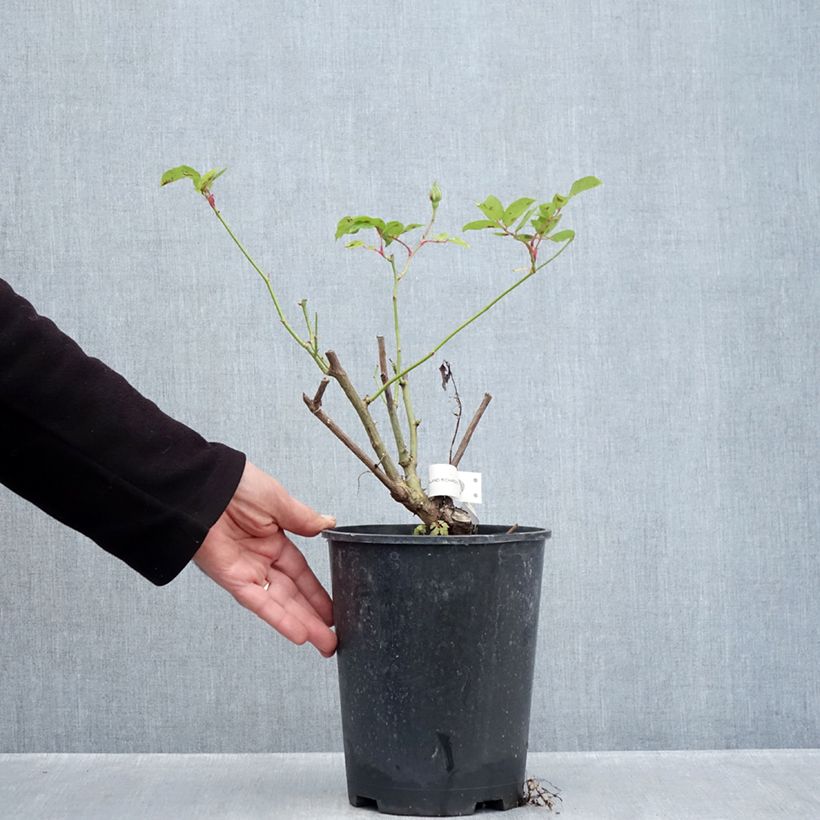 Exemplaar van Rosa Iceberg - Trosroos Pot van 4 l/5 l zoals geleverd in de herfst