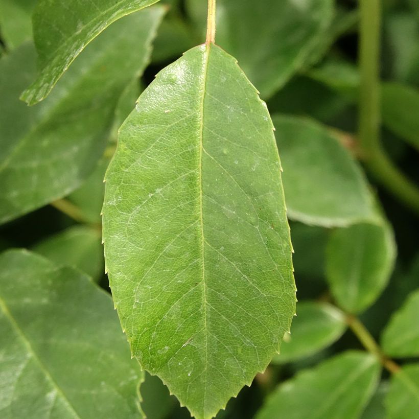 Rosa Iceberg - Trosroos (Blad)