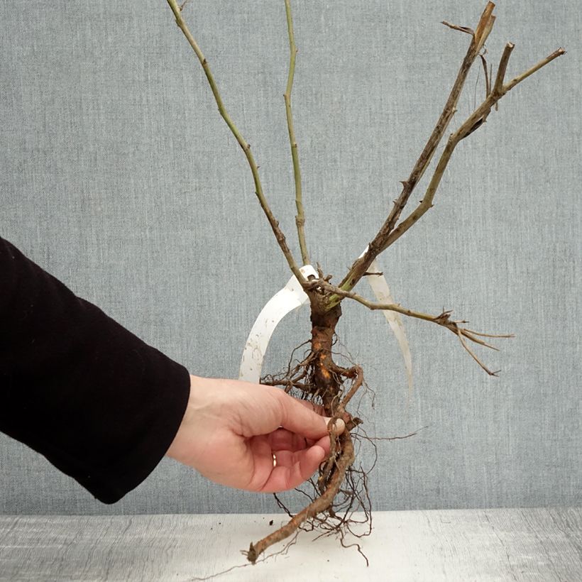 Example of Rosa Iceberg - Trosroos Naakte wortel as you get in hiver