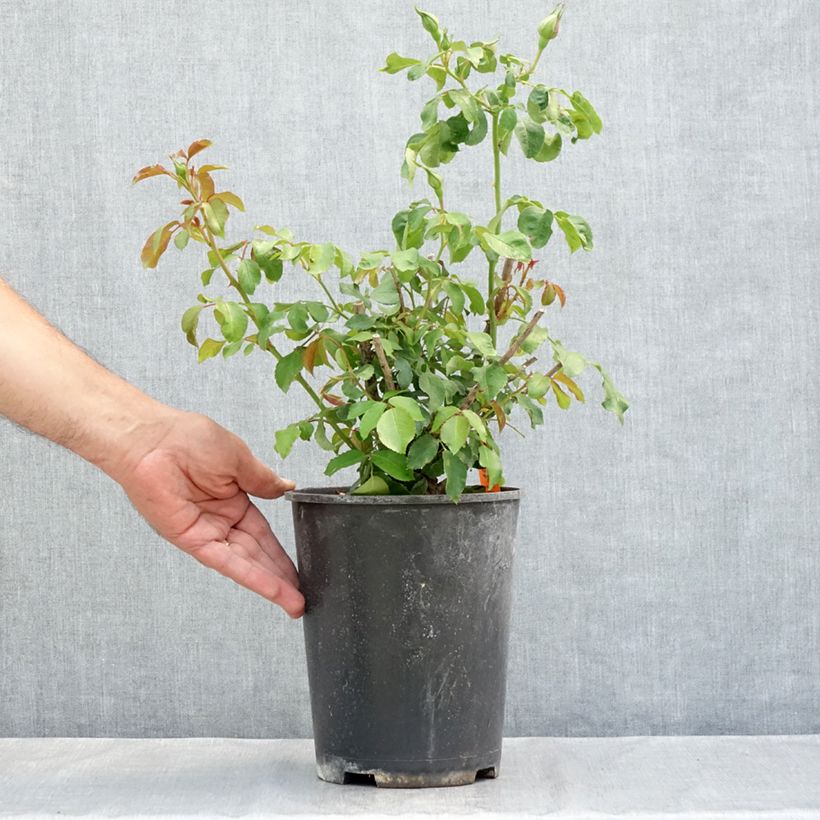 Example of Rosa Jean Cocteau - Trosroos Pot van 4 l/5 l as you get in ete