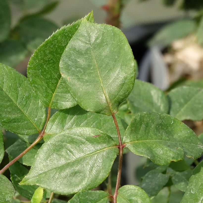 Rosa Julio Iglesias - Trosroos (Blad)