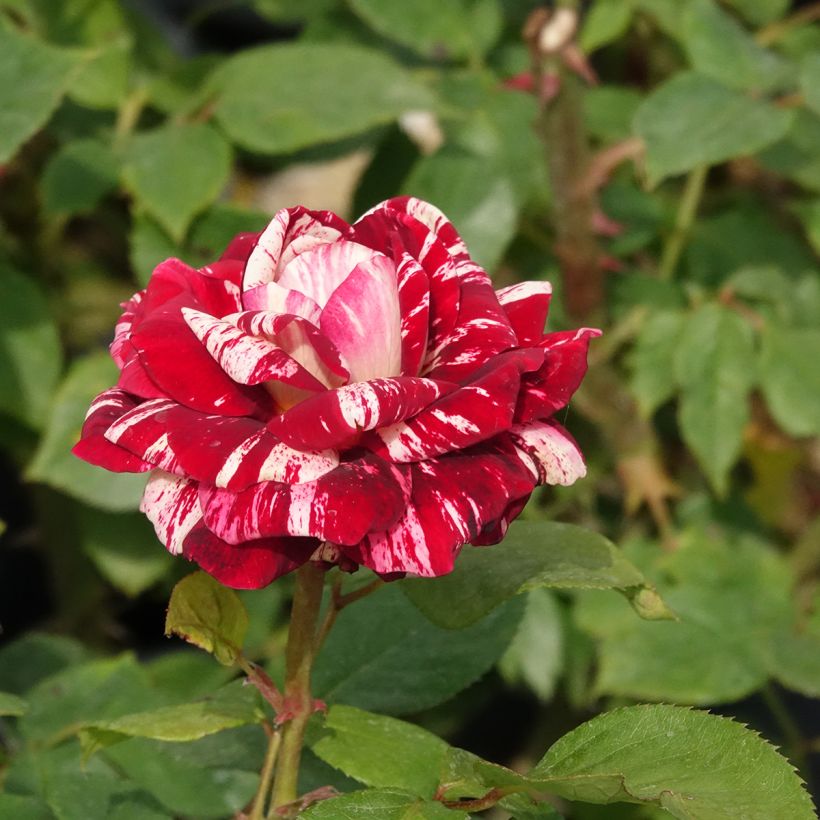Rosa Julio Iglesias - Trosroos (Bloei)