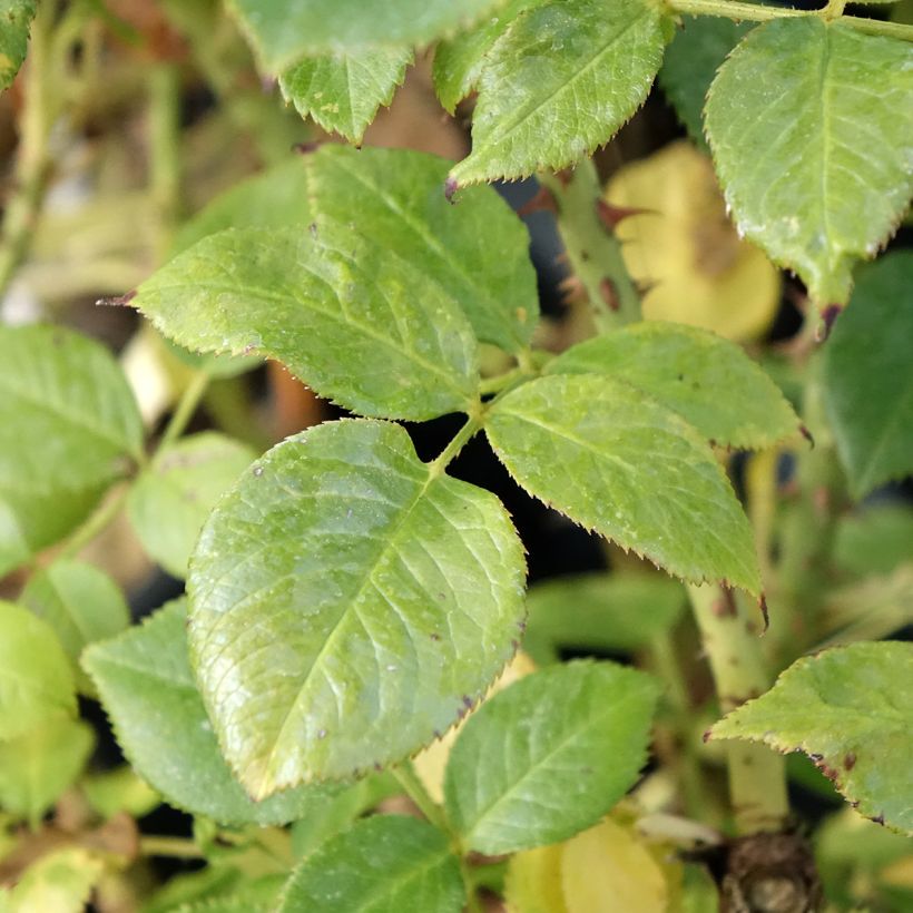 Rosa La Sauvagine Terre et Passion - Trosroos (Blad)