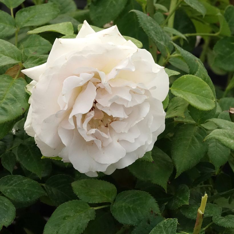 Rosa La Sauvagine Terre et Passion - Trosroos (Bloei)