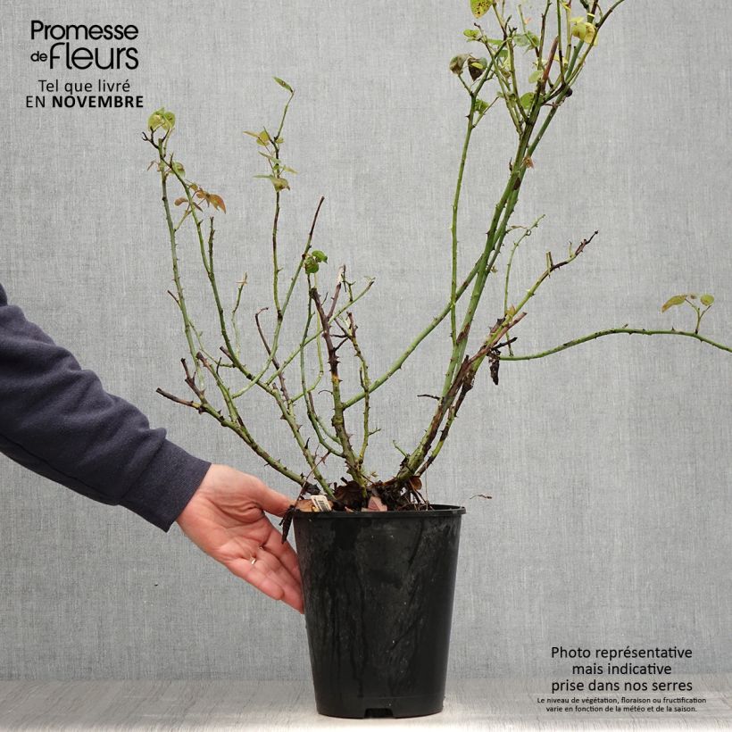 Exemplaar van Rosa La Sauvagine Terre et Passion - Trosroos Pot van 4 l/5 l zoals geleverd in de herfst