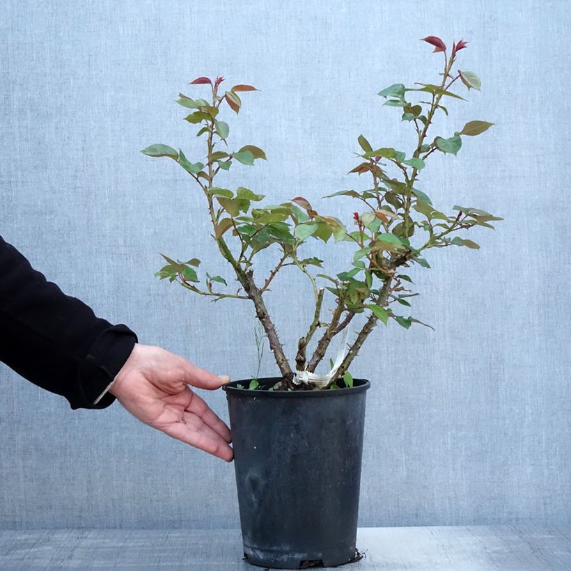 Exemplaar van Rosa La Sauvagine Terre et Passion - Trosroos Pot van 4 l/5 l zoals geleverd in de lente