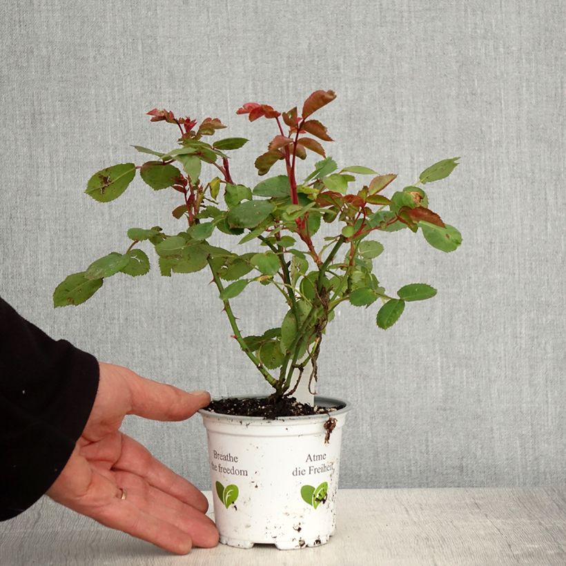 Example of Rosa La Sevillana - Trosroos Pot van 10 cm/11 cm as you get in printemps