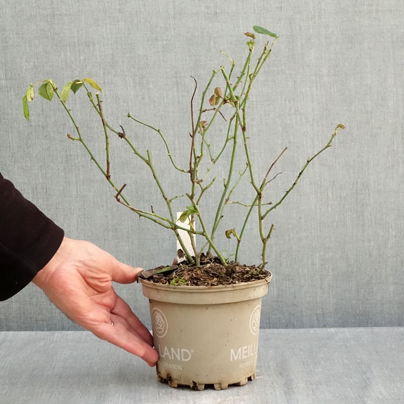 Exemplaar van Rosa La Sevillana - Trosroos Pot van 2 l/3 l zoals geleverd in de herfst