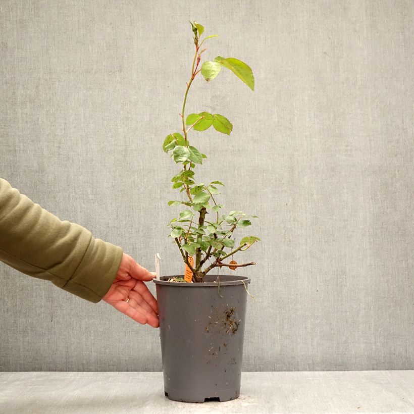 Exemplaar van Rosa La Sevillana - Trosroos Pot van 4 l/5 l zoals geleverd in de lente