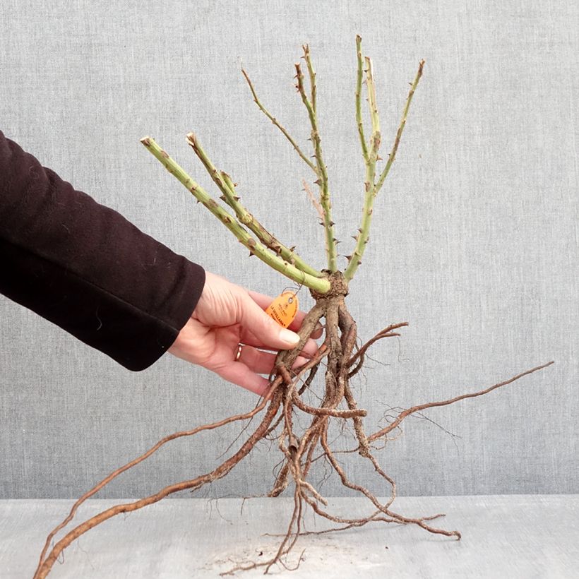 Example of Rosa La Sevillana - Trosroos Naakte wortel as you get in hiver