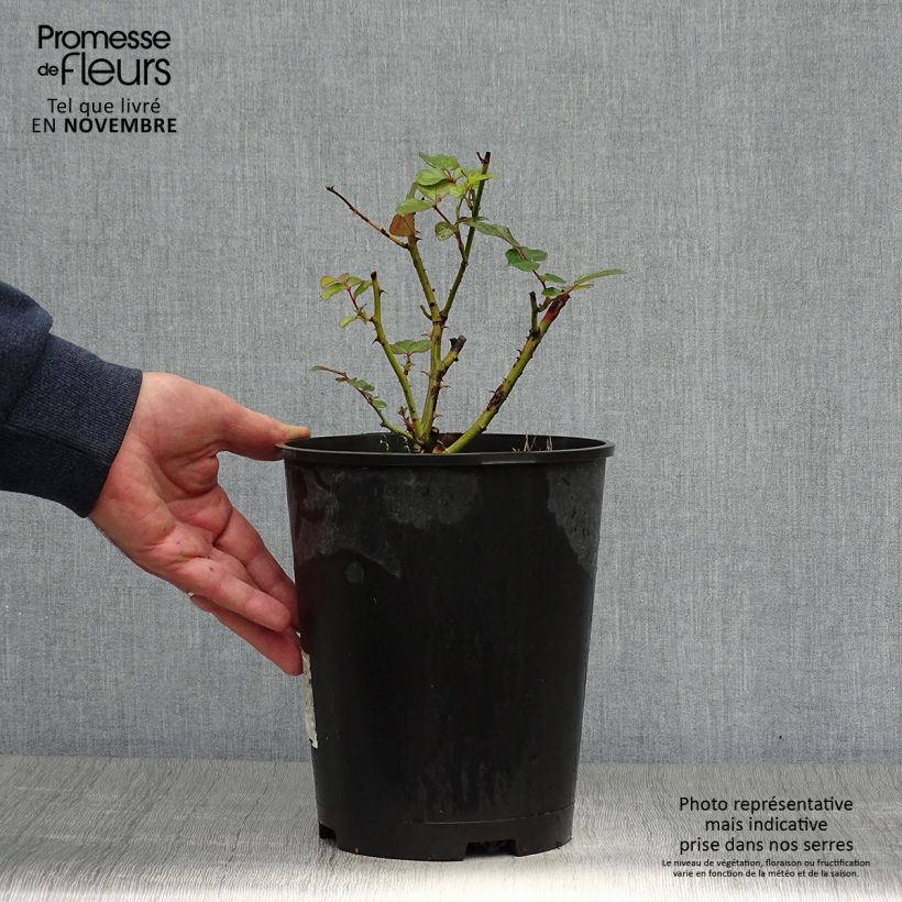 Exemplaar van Rosa Minuette - Trosroos Pot van 2 l/3 l zoals geleverd in de herfst