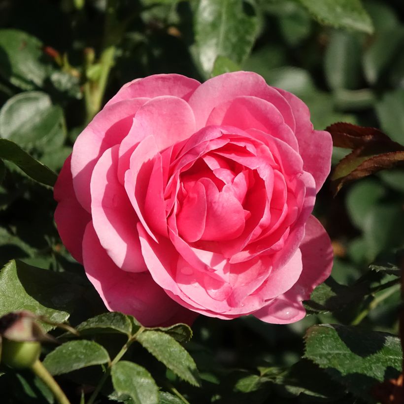 Rosa Leonardo da Vinci - Trosroos (Bloei)
