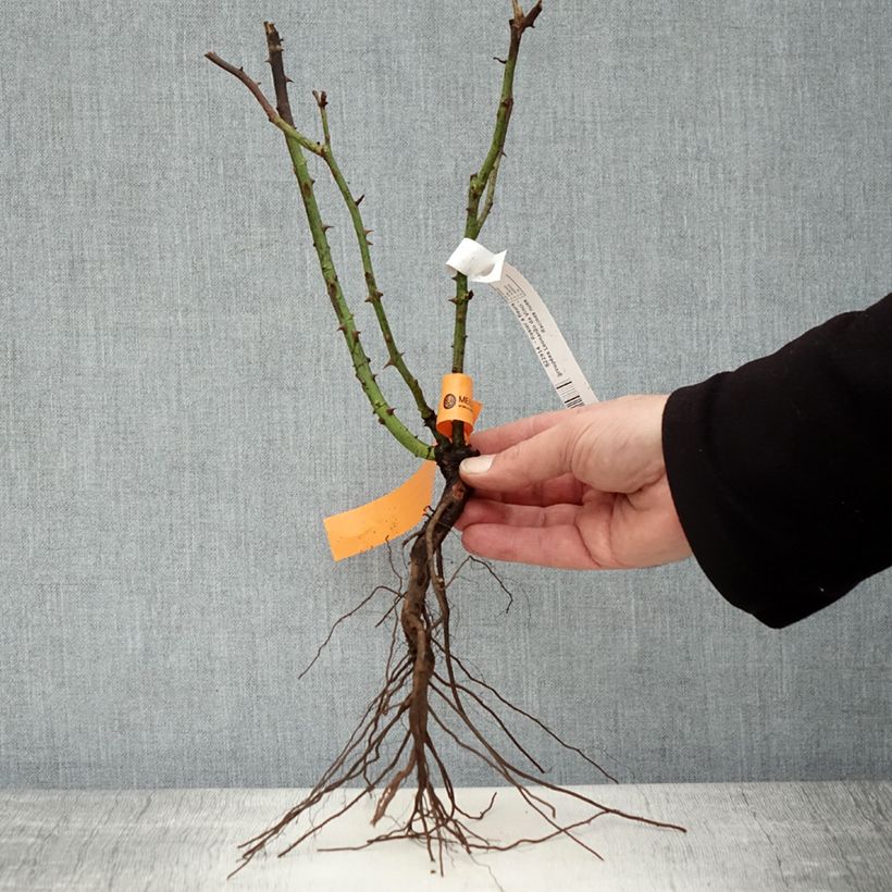 Exemplaar van Rosa Leonardo da Vinci - Trosroos Naakte wortel zoals geleverd in de winter