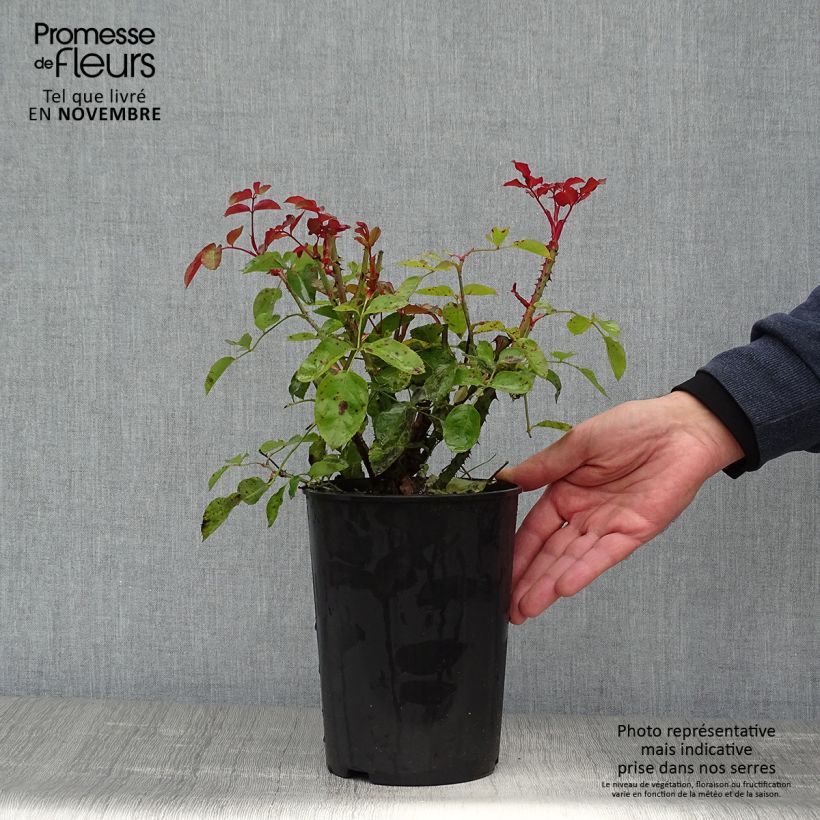 Exemplaar van Rosa Lilli Marleen - Trosroos Pot van 4 l/5 l zoals geleverd in de herfst