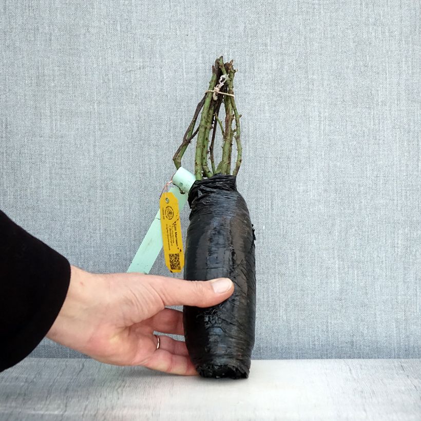 Exemplaar van Rosa Lilli Marleen - Trosroos Naakte wortel zoals geleverd in de winter