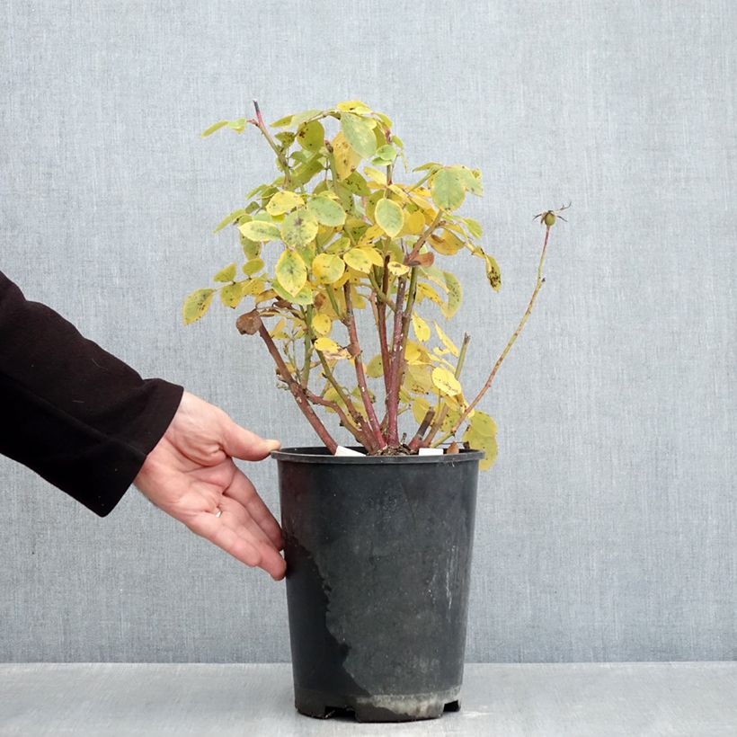 Exemplaar van Rosa Love Letter - Trosroos Pot van 4 l/5 l zoals geleverd in de herfst