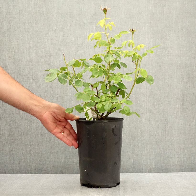 Exemplaar van Rosa Love Letter - Trosroos Pot van 4 l/5 l zoals geleverd in de zomer